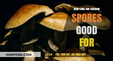 Shelf Life of Shroom Spores: How Long Do They Remain Viable?