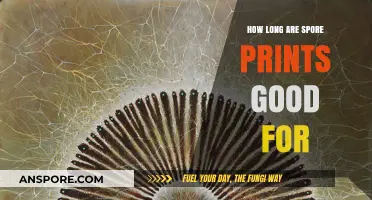 How Long Do Spore Prints Remain Viable for Identification?