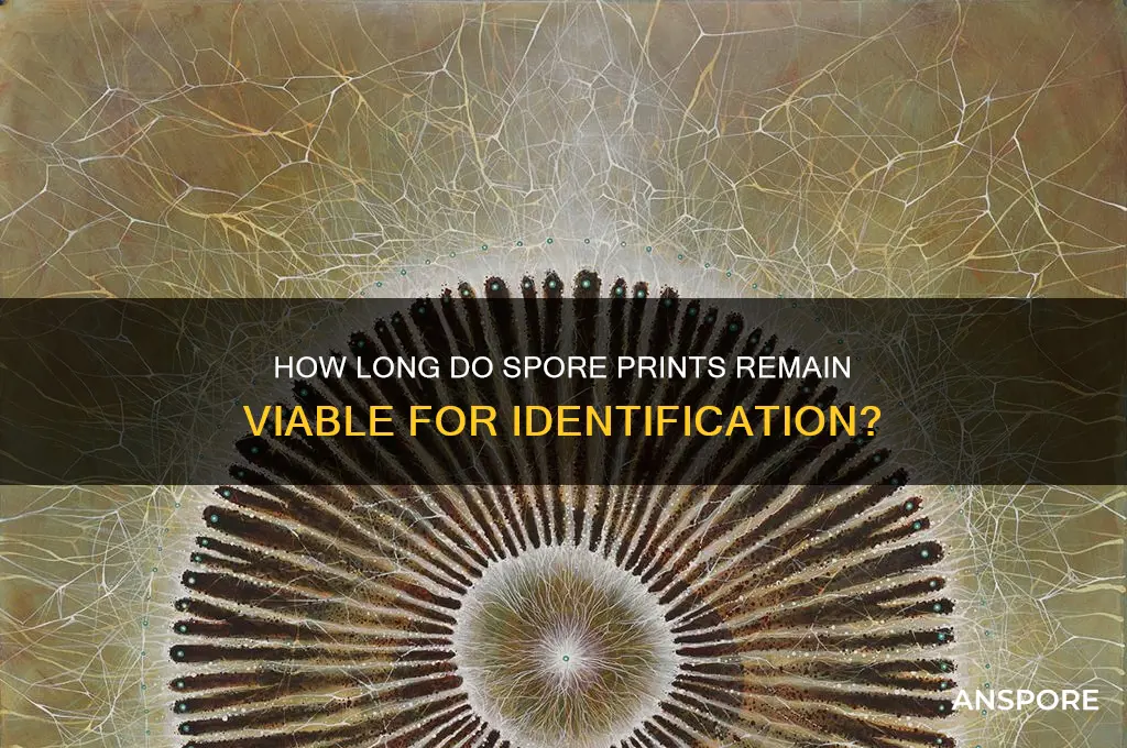 how long are spore prints good for