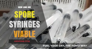 Spore Syringe Viability: How Long Do They Remain Effective?