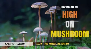 How Long Does a Mushroom High Last? A Comprehensive Guide
