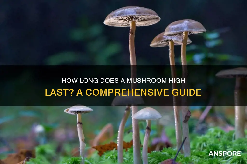 how long are you high on mushrooms