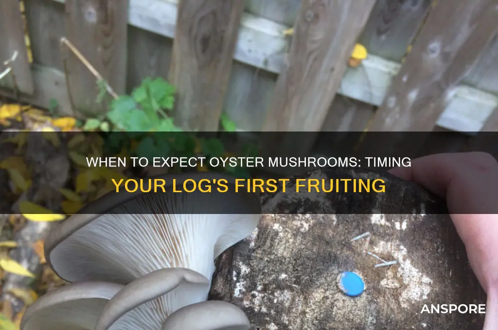how long before an oyster mushroom log fruits