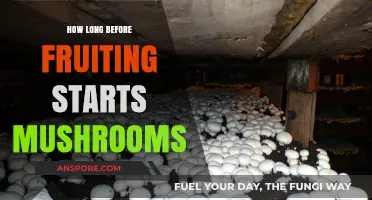 When Do Mushrooms Fruit? Timing Your Harvest for Optimal Yield