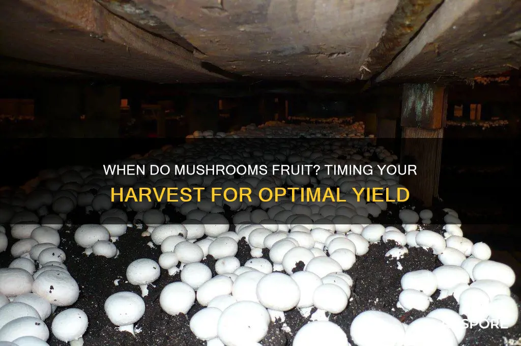 how long before fruiting starts mushrooms