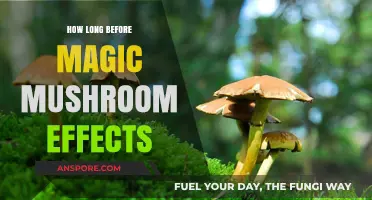 Timing Magic Mushroom Effects: What to Expect and When
