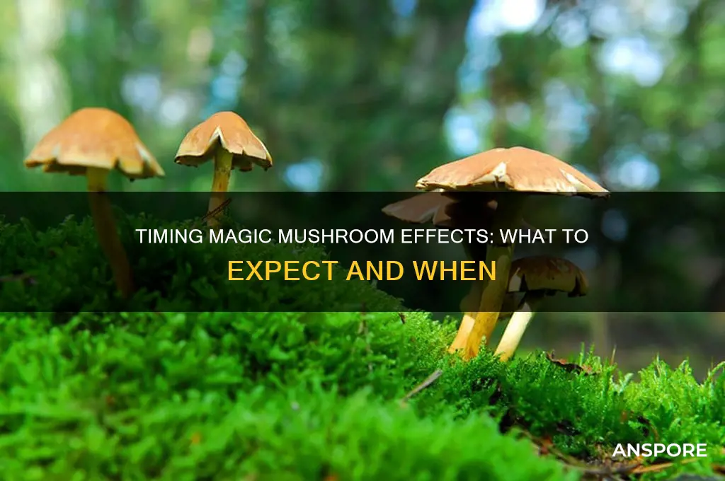 how long before magic mushroom effects