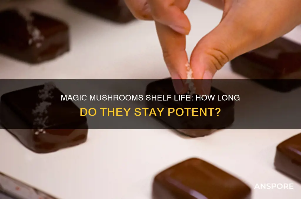 how long before magic mushrooms expire