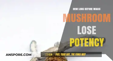 Magic Mushrooms' Potency: How Long Does It Last?