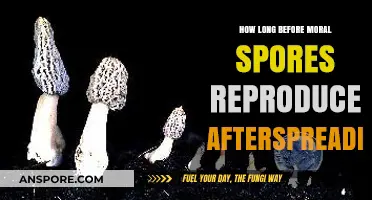 Understanding Moral Spores: Reproduction Timeline After Initial Spread