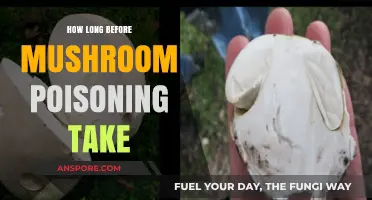 Mushroom Poisoning Timeline: Symptoms, Severity, and Immediate Actions to Take