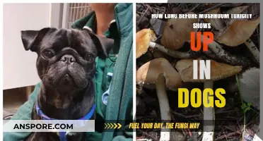 Mushroom Toxicity in Dogs: Symptoms and Timelines to Watch For