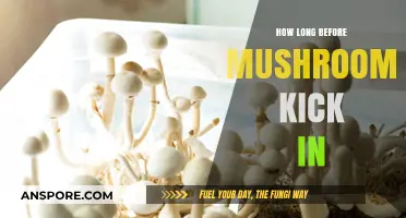 When Do Mushrooms Take Effect? Timing and Factors Explained