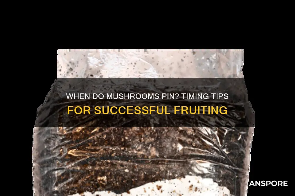 how long before mushrooms start pinning