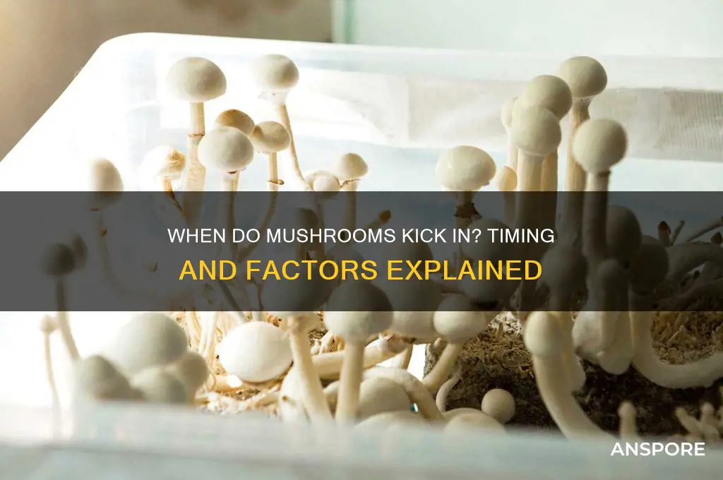how long before mushrooms take effect
