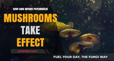 Psychedelic Mushrooms: Timing the Onset of Their Mind-Altering Effects