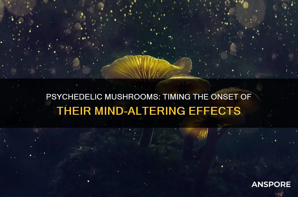 how long before psychedelic mushrooms take effect