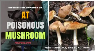 Toxic Mushroom Exposure in Dogs: Symptoms Timeline and Immediate Actions