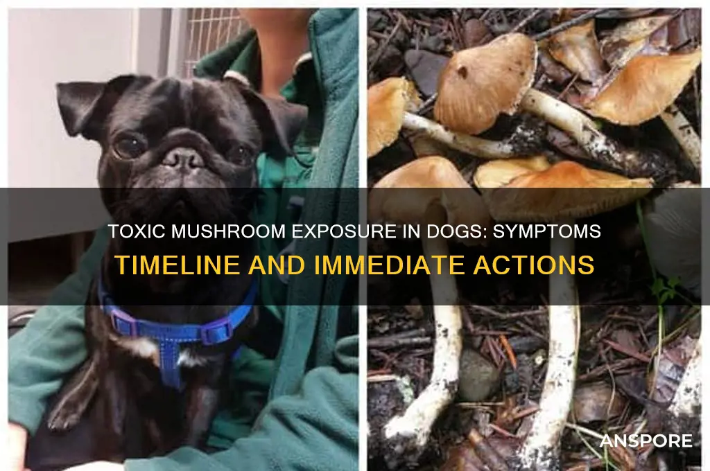 how long before symptoms if dog at poisonous mushroom