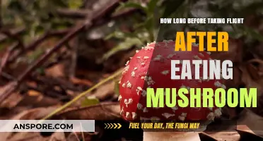 Timing Your Flight After Mushroom Consumption: Essential Tips for Safe Travel