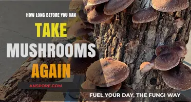 Safe Mushroom Redosing: Timing Your Next Trip Responsibly and Effectively