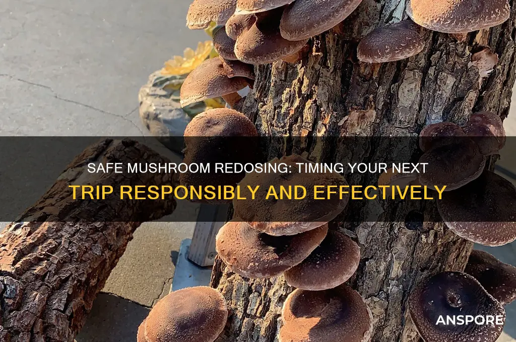 how long before you can take mushrooms again