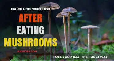 Mushroom High Duration: Understanding the Post-Consumption Come Down Timeline
