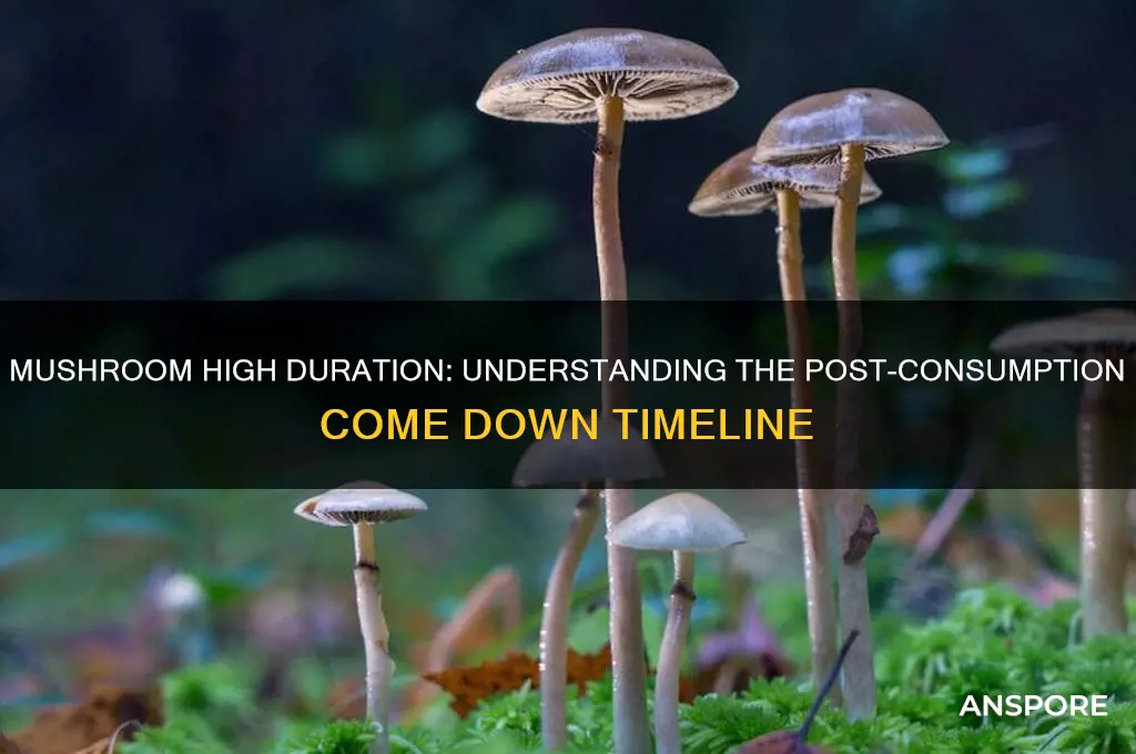 how long before you come down after eating mushrooms