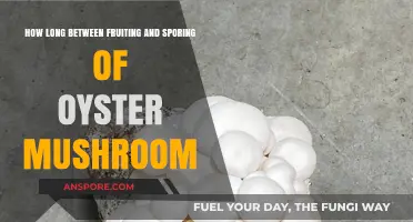 Oyster Mushroom Growth Cycle: Fruiting to Sporing Timeline Explained