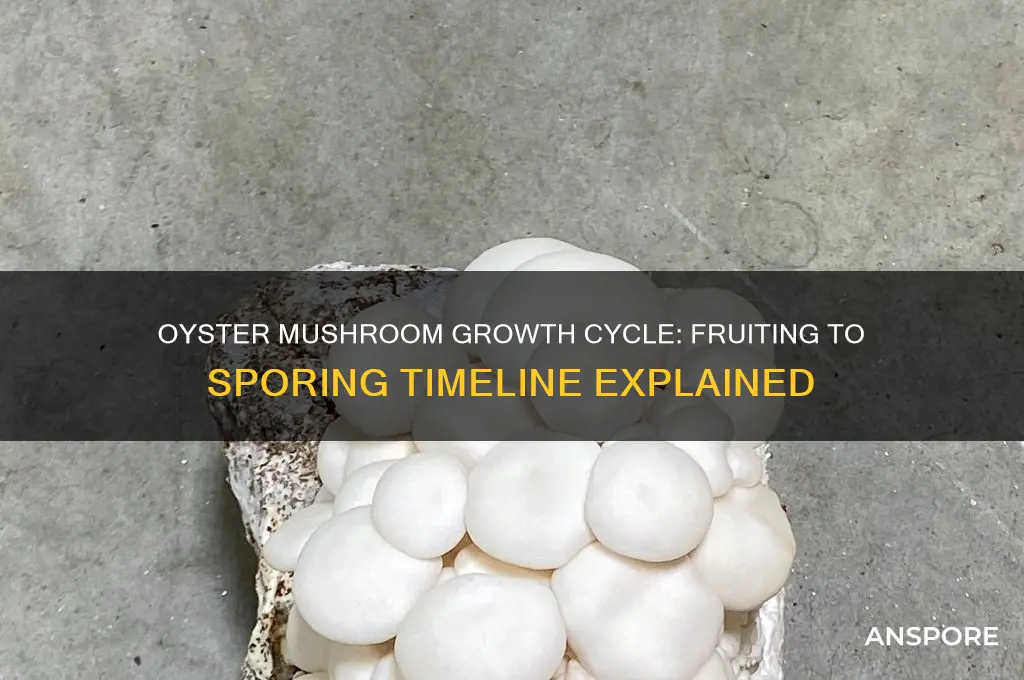 how long between fruiting and sporing of oyster mushroom