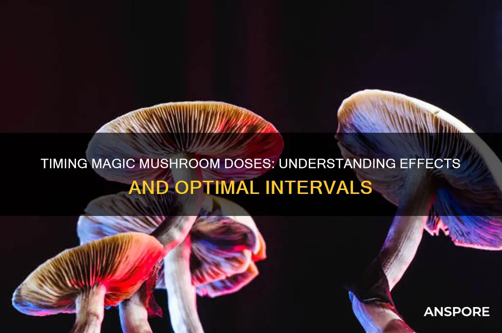 how long between magic mushroom doses and effects