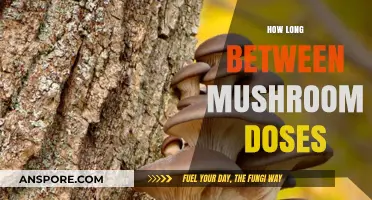 Optimal Timing for Mushroom Doses: A Comprehensive Guide