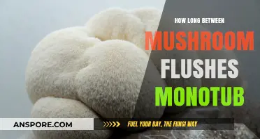 Optimizing Monotub Mushroom Flush Intervals: Timing for Maximum Yields