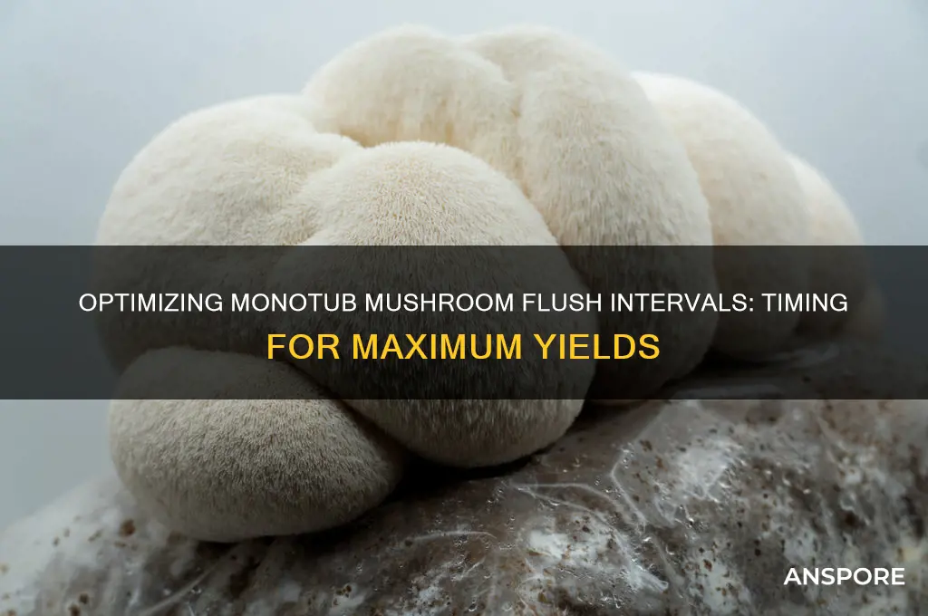 how long between mushroom flushes monotub