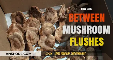 Mastering Mushroom Flush Timing: Optimal Gaps for Bountiful Harvests