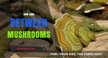 Timing Your Mushroom Harvest: Optimal Spacing for Healthy Growth