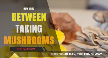 Timing Your Trips: Optimal Spacing for Safe Mushroom Experiences