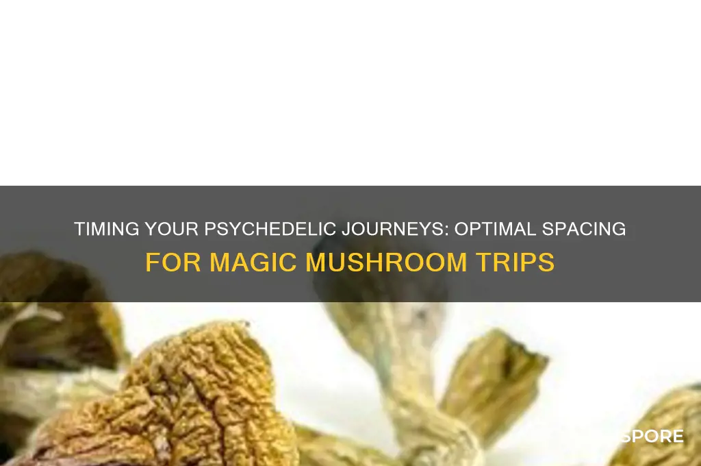how long between trips to take magic mushrooms