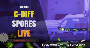 Understanding C-Diff Spores: Lifespan, Risks, and Prevention Strategies