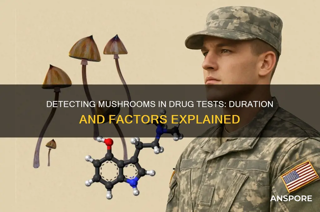 how long can a drug test detect mushrooms