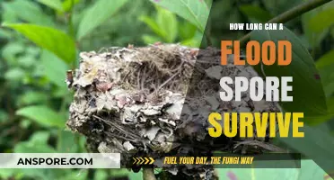 Flood Spore Survival: Understanding Longevity in Waterlogged Conditions
