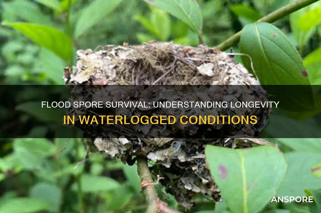 how long can a flood spore survive