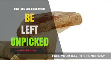 Unpicked Mushrooms: How Long Can They Survive in the Wild?