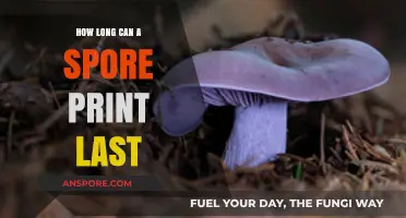 How Long Do Spore Prints Last: A Comprehensive Guide