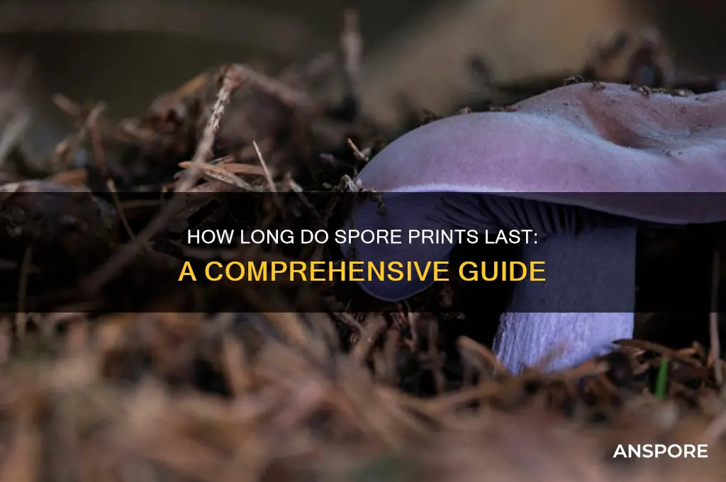 how long can a spore print last