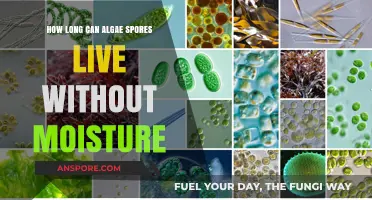 Algae Spores' Survival: How Long Can They Endure Without Moisture?