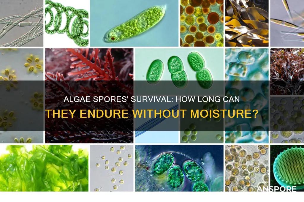 how long can algae spores live without moisture