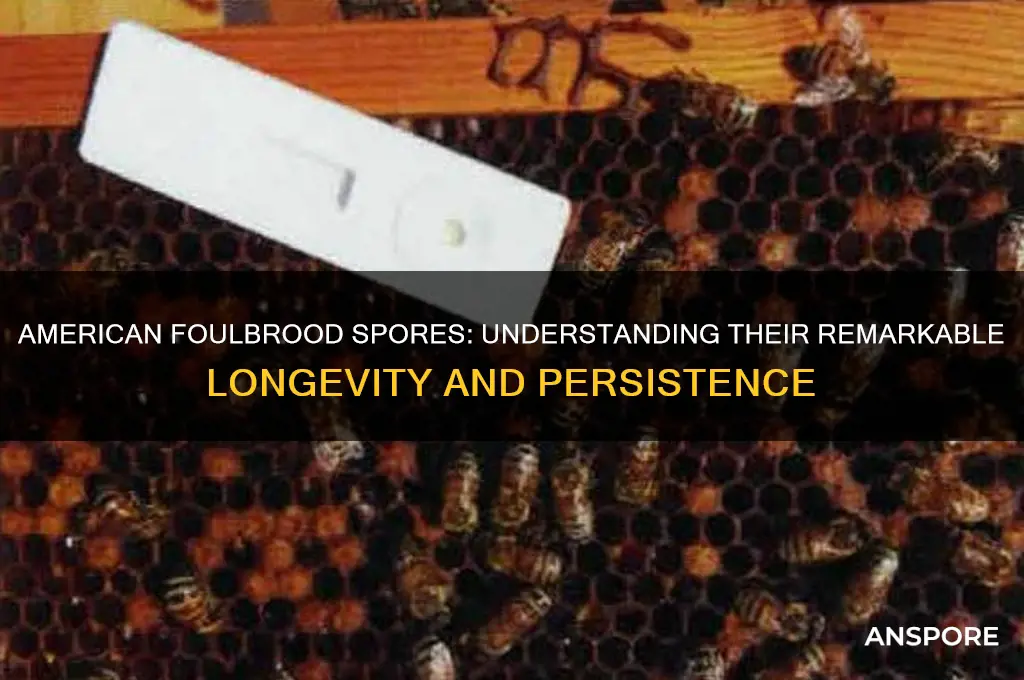 how long can american foulbrood spores live