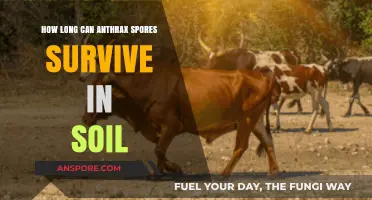 Anthrax Spores' Soil Survival: Understanding Longevity and Environmental Persistence