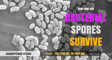 Bacterial Spores' Survival: Unveiling Their Remarkable Longevity and Resilience